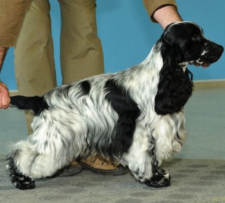 Noble Boy Black Petrs 