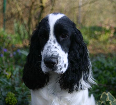 Holly Mae vom Hohenzollernblick