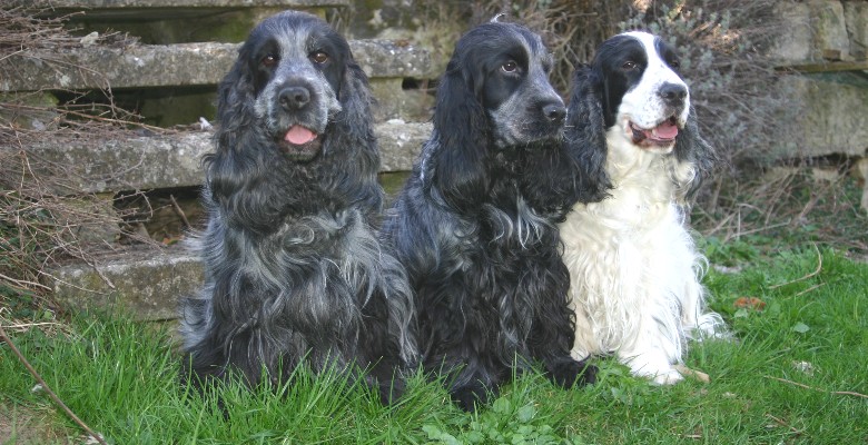 English Cocker Spaniels vom Hohenzollernblick