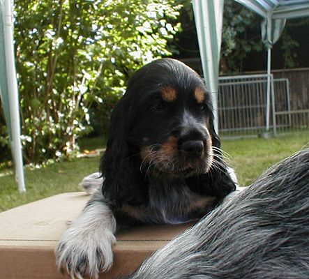 Farinella vom Hohenzollernblick