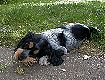 Funny Girl vom Hohenzollernblick