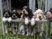 Gruppenbilder des F-Wurfs