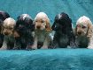Gruppenbilder des K-Wurfs
