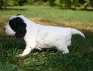 Layla vom Hohenzollernblick