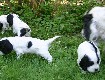 Gruppenbilder des M-Wurfs