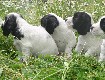 Gruppenbilder des M-Wurfs