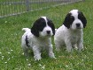 Gruppenbilder des M-Wurfs