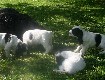 Gruppenbilder des M-Wurfs