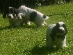 Gruppenbilder des M-Wurfs