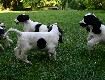 Gruppenbilder des M-Wurfs