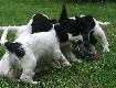 Gruppenbilder des M-Wurfs