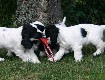 Gruppenbilder des M-Wurfs