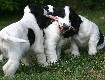 Gruppenbilder des M-Wurfs