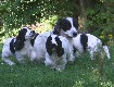 Gruppenbilder des M-Wurfs